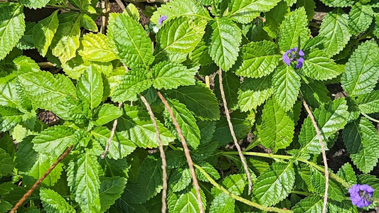 Sip Your Roots: 5 Caribbean Herbs That Support Healthy Menstrual Cycles Naturally